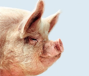 Диагностика и лечение кожных заболеваний свиней