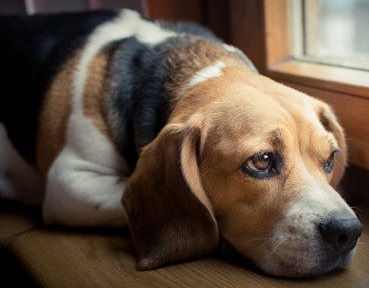 Возникновение и лечение болячек у собак