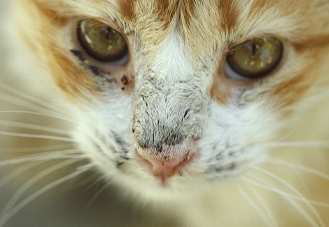 Хламидиоз у кошек - Лечение, Основные причины и симптомы