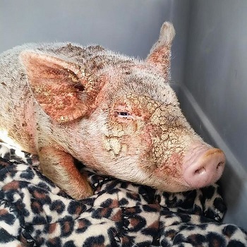 Болезни свиней